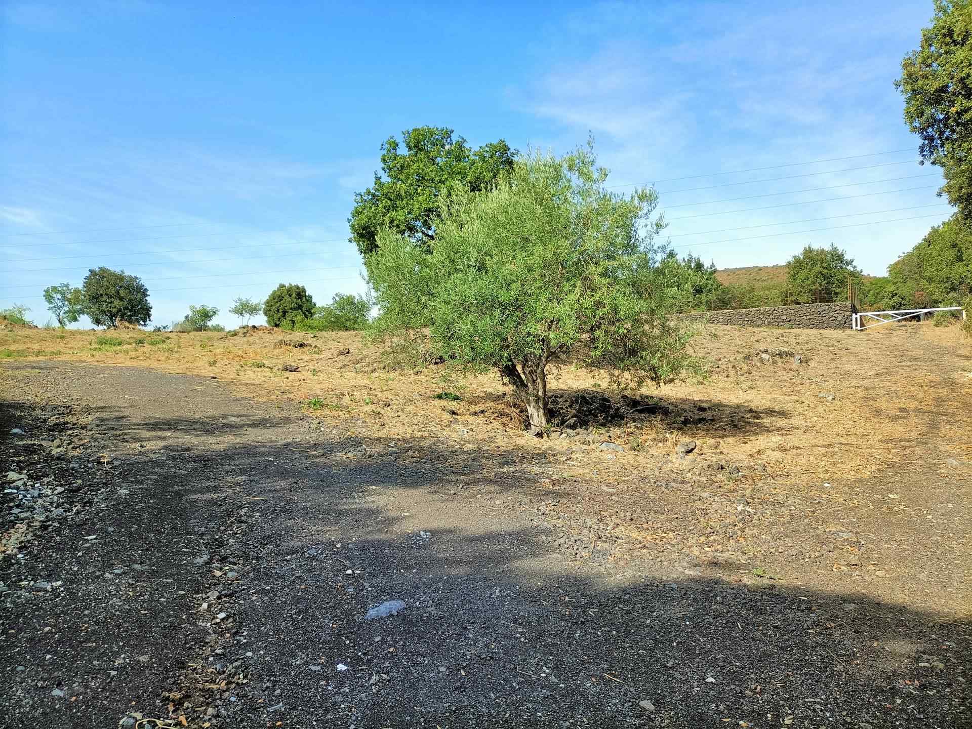 Foto 2 di 8