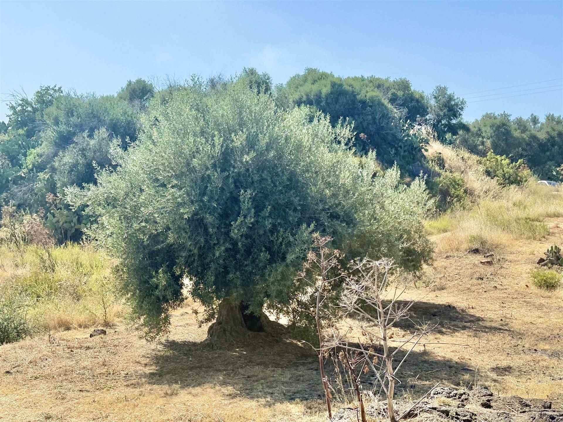 Vedi altre foto
